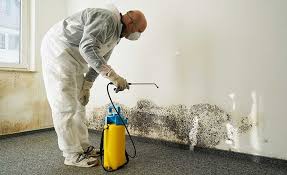 Mold Documentation for Insurance Claims in Rural Hall, NC